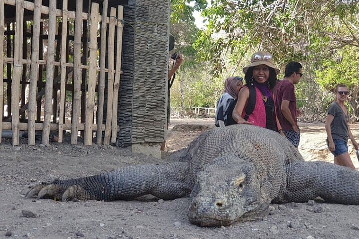 Komodo Speed-Boat Day Tour: Padar Hike, Dragons, Pink Beach & Manta Point photo 4