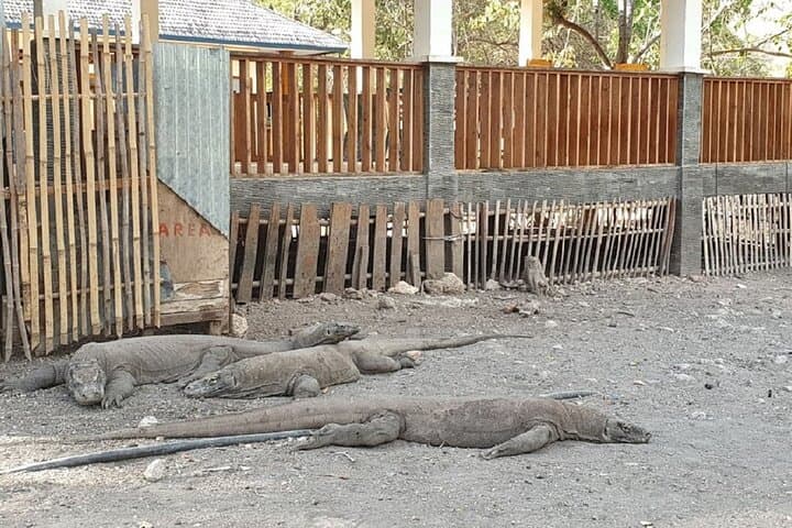 Komodo Speed-Boat Day Tour: Padar Hike, Dragons, Pink Beach & Manta Point photo 6