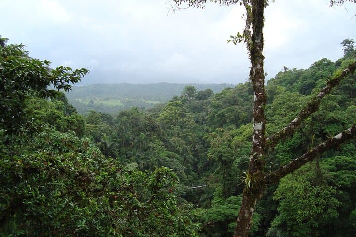 Half-Day Arenal Combo: Waterfall Hike plus Hanging Bridges, Volcano, Safari or Chocolate Tour photo 6