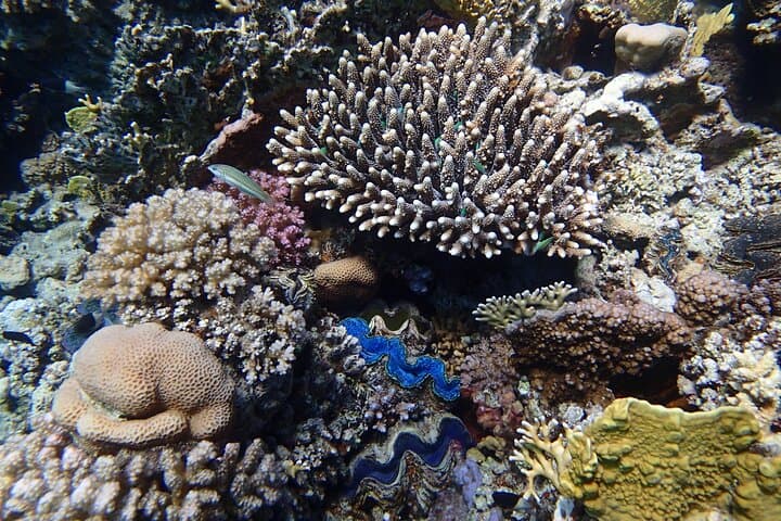 Abu Dabbab Beach Full-Day Snorkel with Turtles near Marsa Alam photo 6