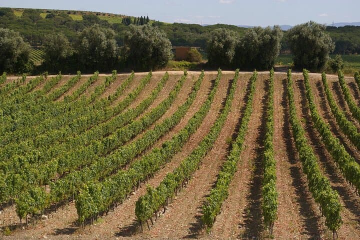 Aveiro & Bairrada: Private Sparkling Wine Cellars and Piglet Tasting Tour