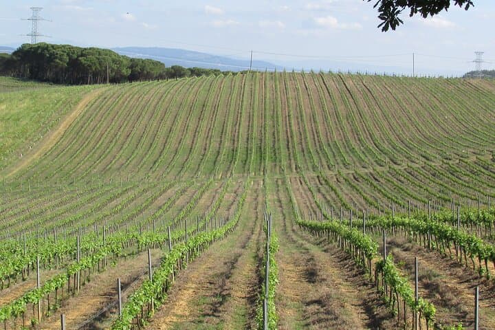 Aveiro & Bairrada: Private Sparkling Wine Cellars and Piglet Tasting Tour photo 4