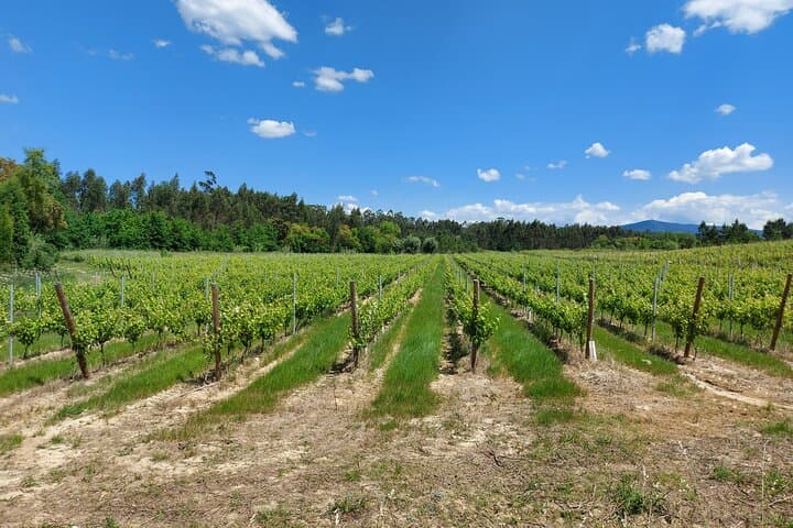 Aveiro & Bairrada: Private Sparkling Wine Cellars and Piglet Tasting Tour photo 5