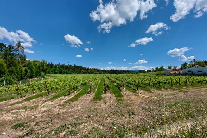 Aveiro & Bairrada: Private Sparkling Wine Cellars and Piglet Tasting Tour photo 6