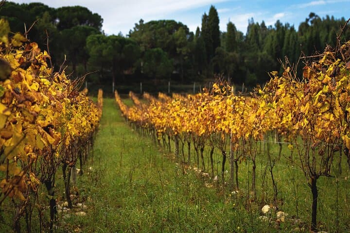 Aveiro & Bairrada: Private Sparkling Wine Cellars and Piglet Tasting Tour photo 3