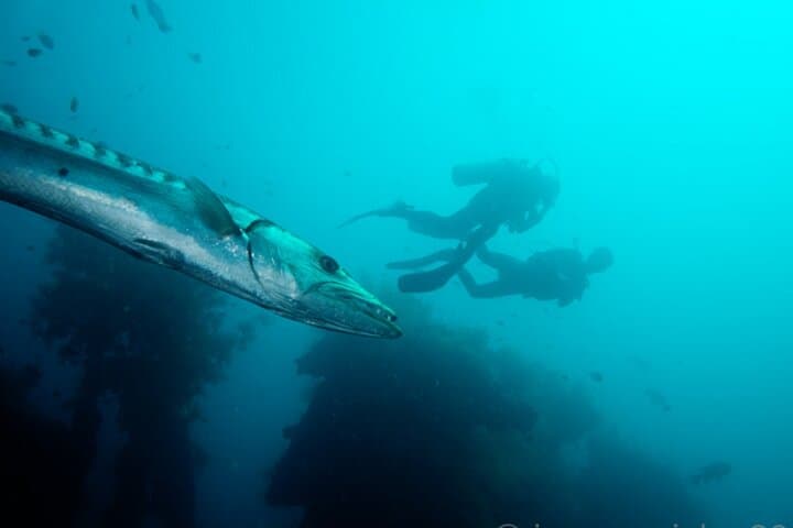 Tulamben USS Liberty Dive: Explore Bali's Most Accessible Shipwreck photo 2