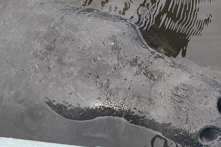 Manatee Cove Kayak Rental: 1-Hour Single Kayak on the Indian River Lagoon photo 1
