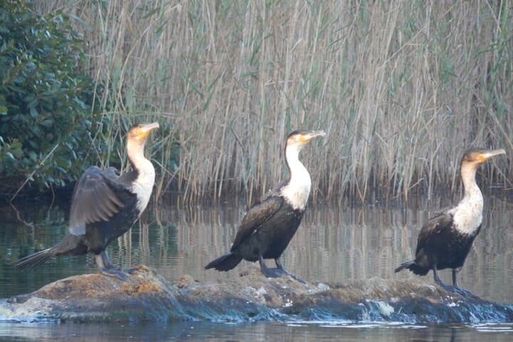 Touw River Boat Cruise Wilderness National Park — 90-Minute Wetland & Wildlife Voyage photo 4
