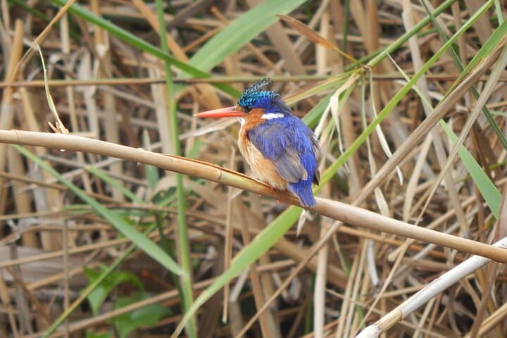 Touw River Boat Cruise Wilderness National Park — 90-Minute Wetland & Wildlife Voyage photo 3