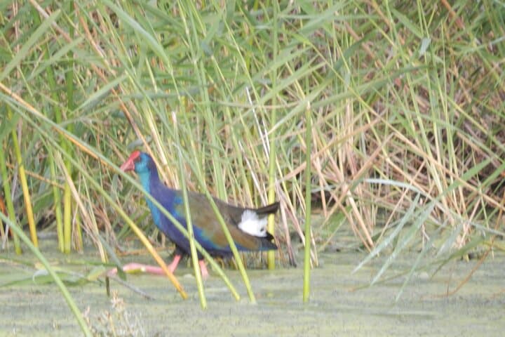 Touw River Boat Cruise Wilderness National Park — 90-Minute Wetland & Wildlife Voyage photo 5