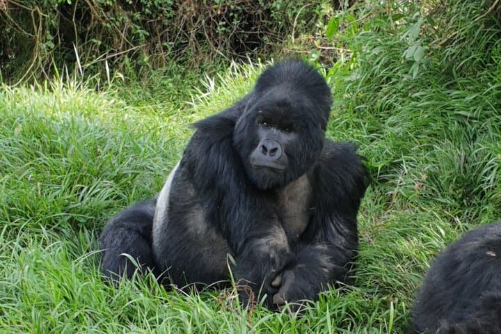 11-Day Uganda Gorilla & Chimpanzee Trekking Safari — Murchison to Bwindi