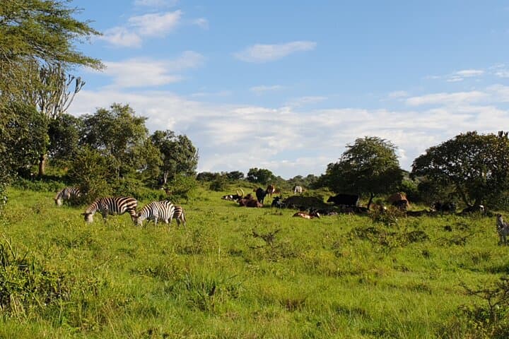 11-Day Uganda Gorilla & Chimpanzee Trekking Safari — Murchison to Bwindi photo 2