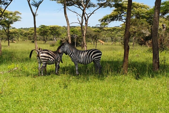 11-Day Uganda Gorilla & Chimpanzee Trekking Safari — Murchison to Bwindi photo 3