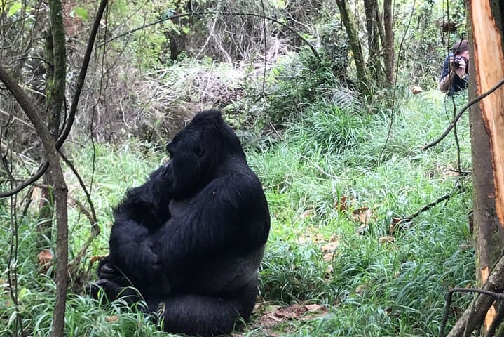 One-Day Gorilla Trekking to Mgahinga and Lake Bunyonyi from Kabale photo 6