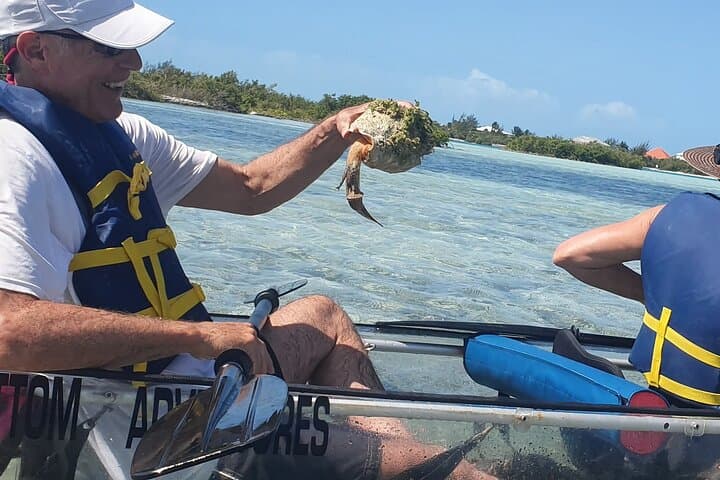 Clear-Bottom Kayak Mangrove Tour in Providenciales — See Turtles & Lemon Sharks photo 4