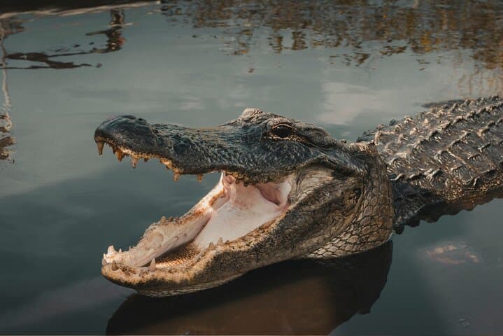 3-Day Florida Getaway: Miami Sights, Everglades Airboat & Key West Snorkel photo 5