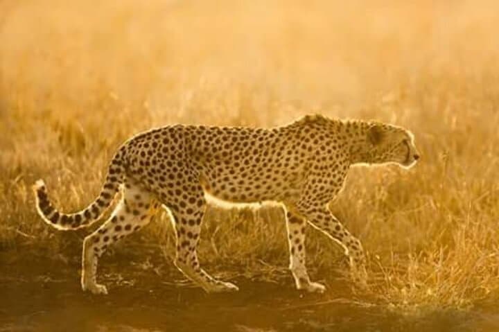 Ann van Dyk Cheetah Centre: Morning Cheetah Run and Guided Wildlife Tour photo 2