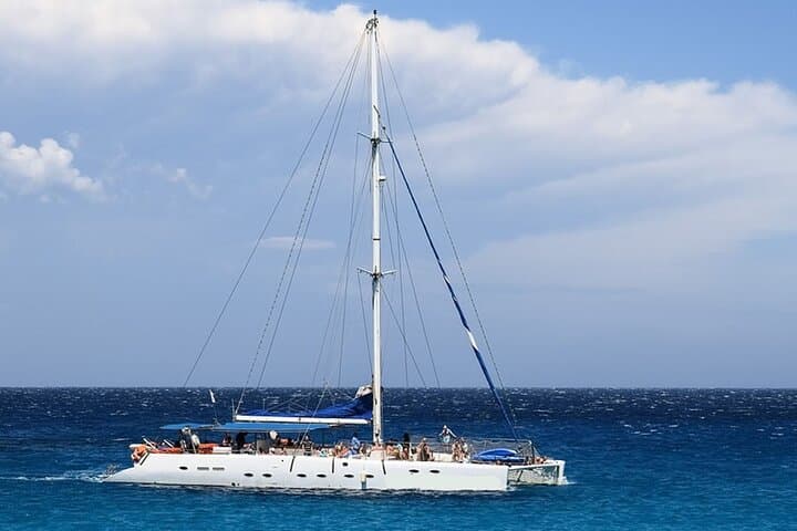 Whale and Dolphin Watching from Puerto Colón: Tenerife Catamaran Cruise