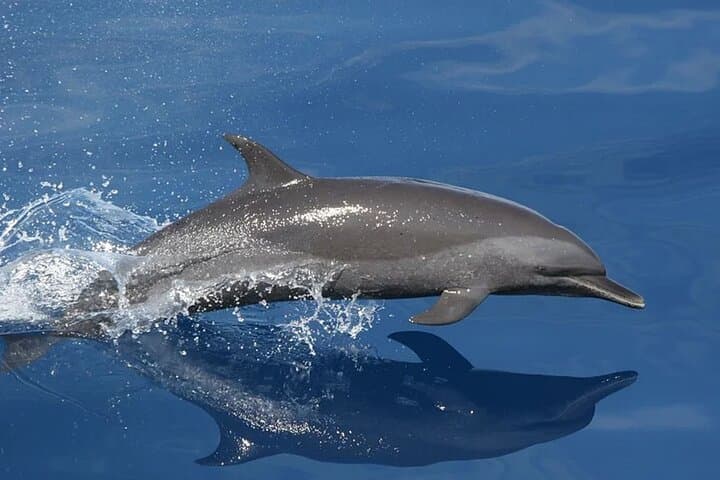 Whale and Dolphin Watching from Puerto Colón: Tenerife Catamaran Cruise photo 3