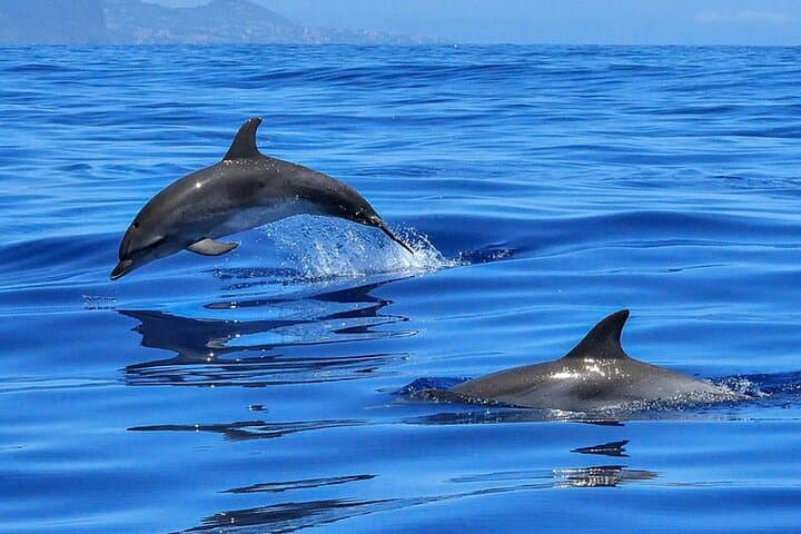 Whale and Dolphin Watching from Puerto Colón: Tenerife Catamaran Cruise photo 4