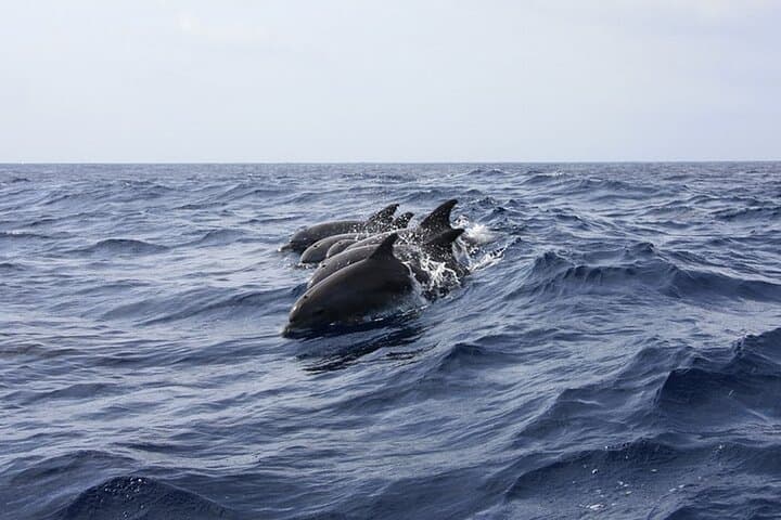 Whale and Dolphin Watching from Puerto Colón: Tenerife Catamaran Cruise photo 5