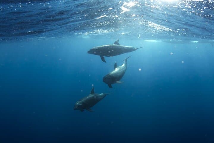 Whale and Dolphin Watching from Puerto Colón: Tenerife Catamaran Cruise photo 6