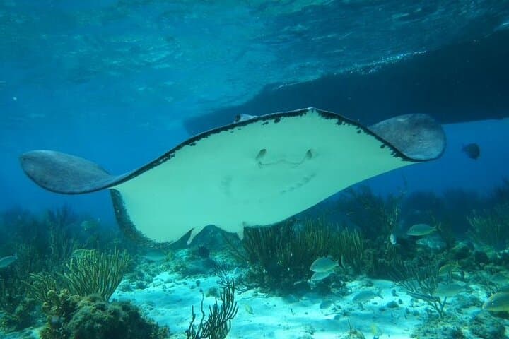 Stingray City Experience: Snorkel with Grand Cayman's Wild Rays photo 4