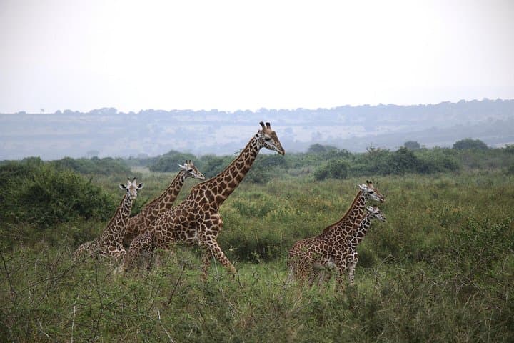 Full-Day Akagera Game Drive from Kigali with Ihema Lake Boat Ride photo 3