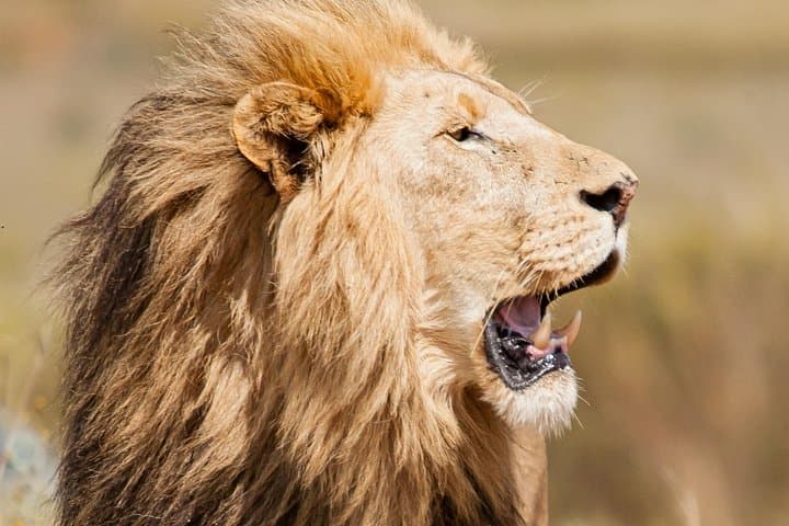 Explore Wildlife Up Close: Nairobi National Park and Giraffe Center Half Day Tour photo 1