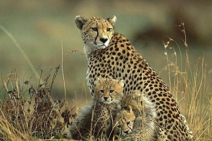 Explore Wildlife Up Close: Nairobi National Park and Giraffe Center Half Day Tour photo 2