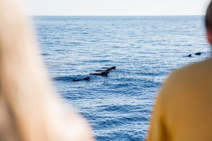 Royal Delfin Catamaran Whale & Dolphin Watching from Puerto Colón — Lunch and Swim at Masca Bay photo 6