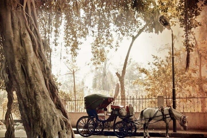 Cairo Horse-Carriage & Walking Tour: Tahrir Square, Nile Corniche & Cairo Tower photo 2