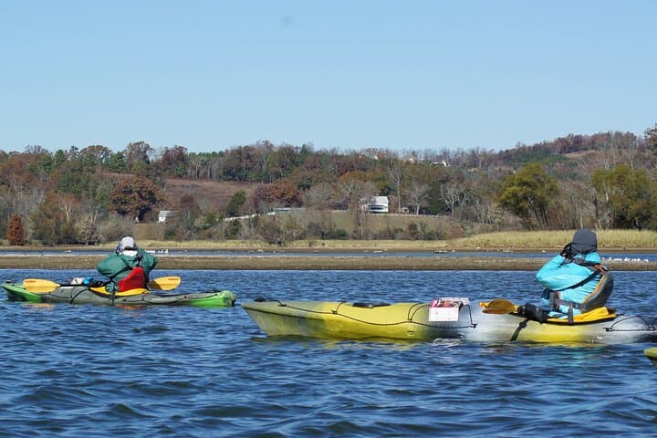 Sandhill Crane Kayak Tour on the Tennessee River near Chattanooga photo 2