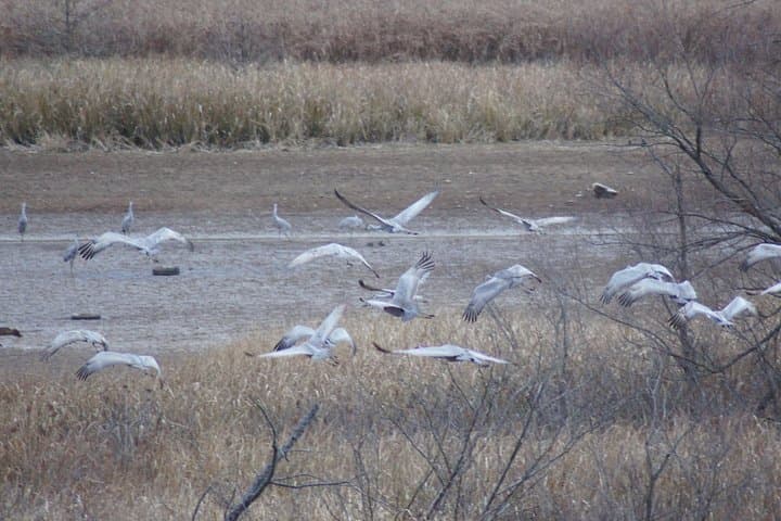 Sandhill Crane Kayak Tour on the Tennessee River near Chattanooga photo 4