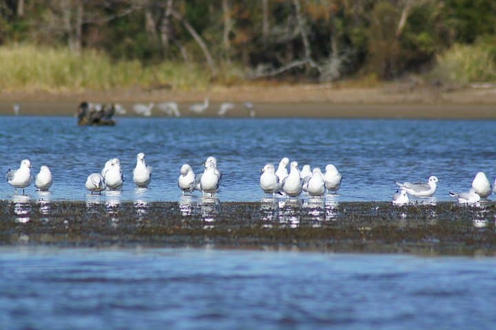 Sandhill Crane Kayak Tour on the Tennessee River near Chattanooga photo 3