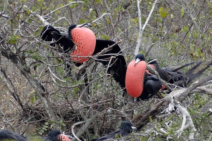 Isla de la Plata Mini Galápagos Day Trip from Guayaquil: Snorkel, Birding & Coastal Hike photo 4