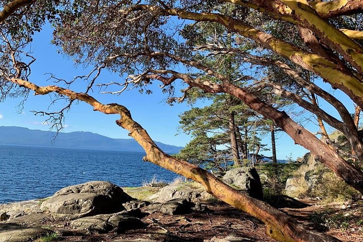 Sunshine Coast Escape from Vancouver: Smuggler Cove, Gibsons & Sechelt Day Tour photo 3