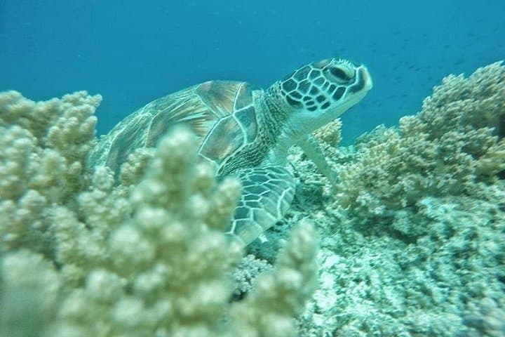 Gili Islands Snorkeling Day Trip from Lombok: Turtles & Coral Gardens photo 2