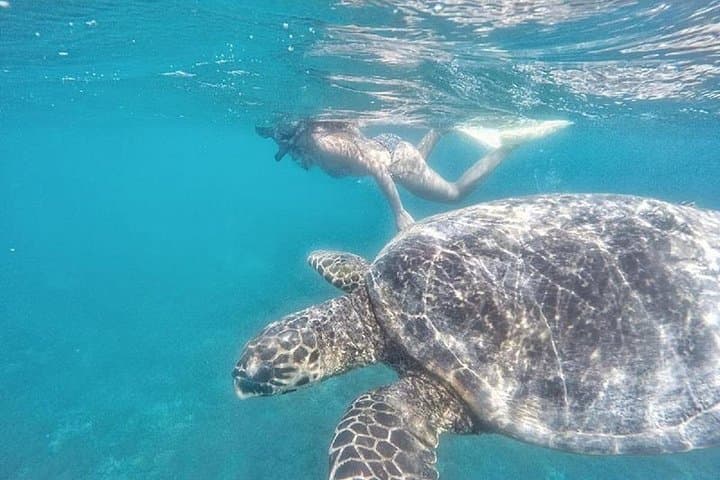 Gili Islands Snorkeling Day Trip from Lombok: Turtles & Coral Gardens photo 4