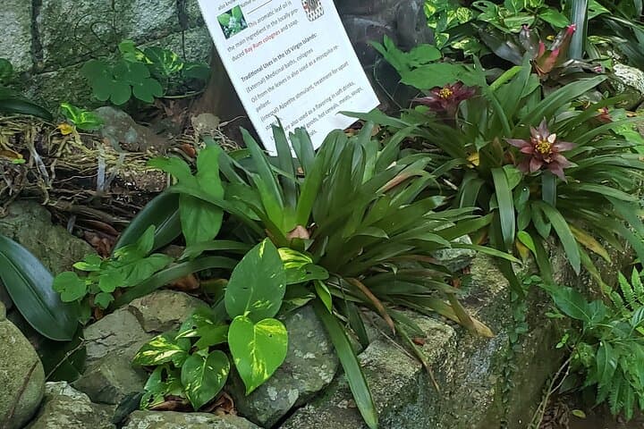 Phantasea Tropical Botanical Garden: St. Thomas Nature Walk & Orchid Collection photo 4