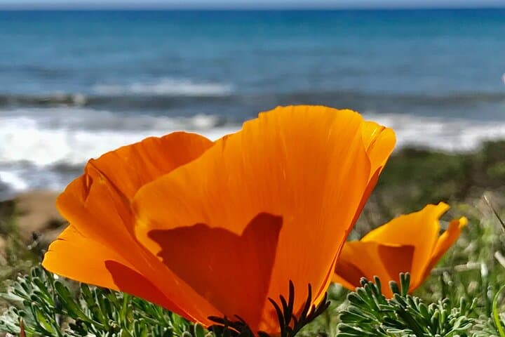 Private Central Coast Tour: Morro Bay, Big Sur & Hearst Castle photo 2
