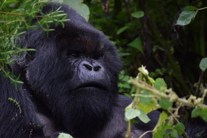 3-Day Luxury Gorilla Trekking in Bwindi: Rushaga Gorilla Safari Guide photo 2
