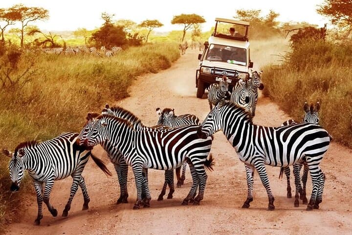 Two-Day Private Mikumi Safari: Lions, Elephants & Uluguru Mountain Views