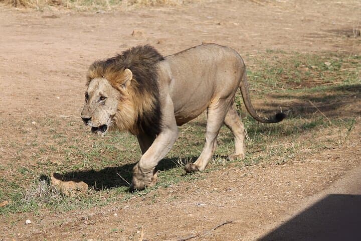 Two-Day Private Mikumi Safari: Lions, Elephants & Uluguru Mountain Views photo 2