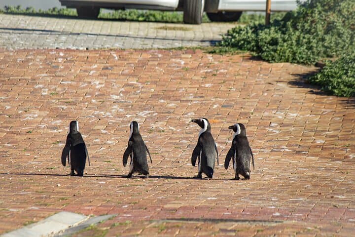 Cape Agulhas Full Day Tour: Penguins, Wine & Southern Tip Adventure photo 3