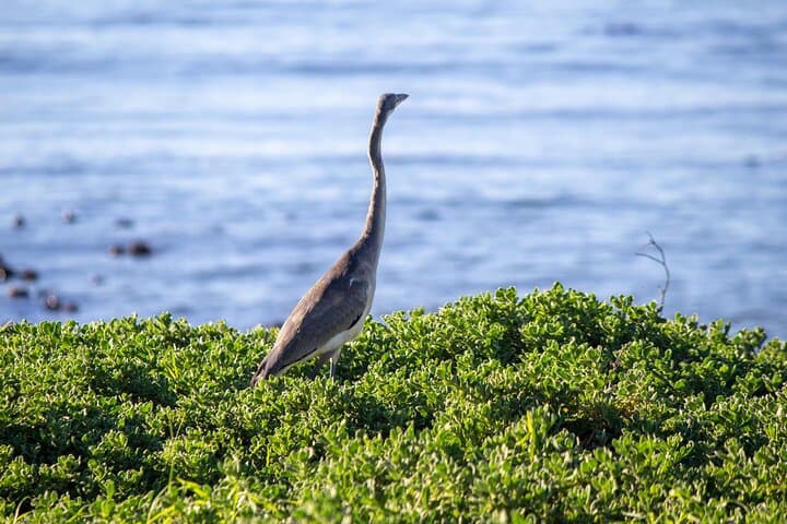 Cape Agulhas Full Day Tour: Penguins, Wine & Southern Tip Adventure photo 4