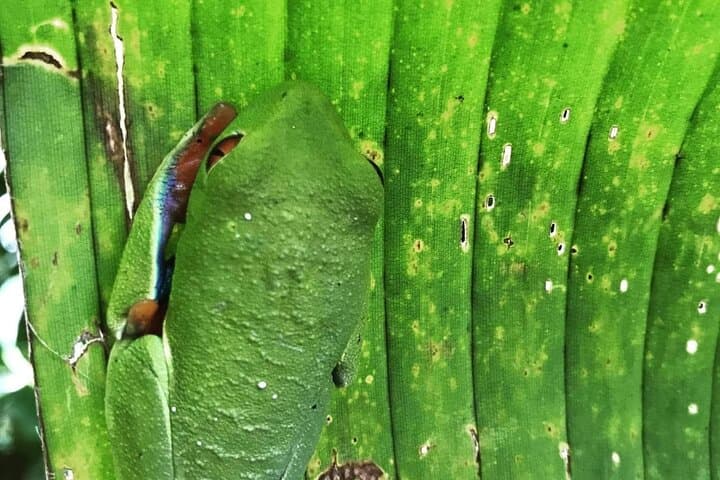 Bijagua Rainforest & Corobici River Floating: Family-Friendly Wildlife Float from Liberia photo 3