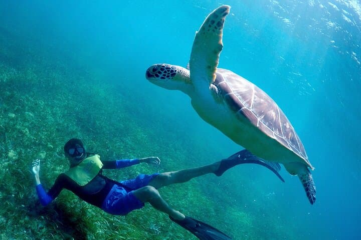 Cancun Snorkeling Adventure: MUSA, Reefs, Sea Turtles & Shipwrecks photo 3
