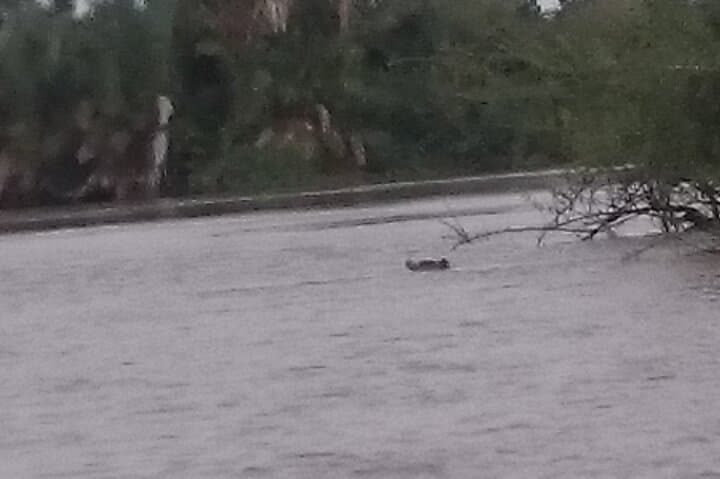 River Gambia National Park Hippo & Chimpanzee Boat Safari to Janjanbureh photo 3