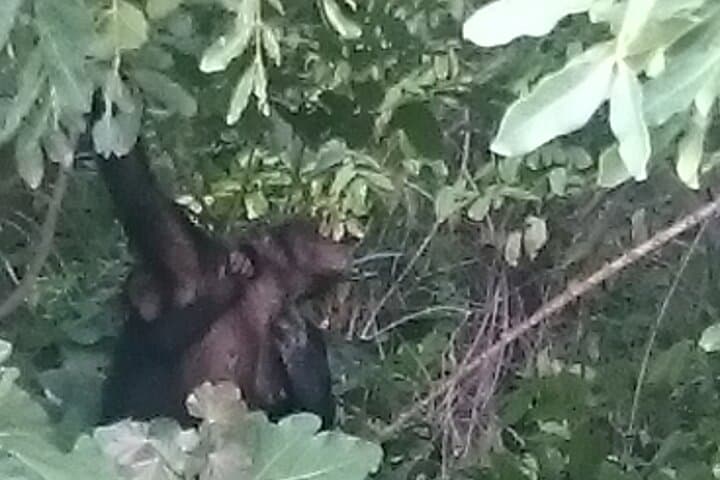 River Gambia National Park Hippo & Chimpanzee Boat Safari to Janjanbureh photo 4
